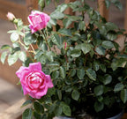 Fresh Roses for Delivery Prime, Pink Roses Live Rose Bush Plants, Indoor Rose Plant Lover Gifts, Fresh Flowers for Delivery Prime, Potted Rose Plant Live Plants, Live Outdoor Plants by Plants for Pets