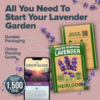 HOME GROWN Non GMO English Lavender Seeds 3,000+ Wildflower Seed for Planting Indoor/Outdoor, High Germination, Plant Flower Seeds (Lavandula antustifolia)