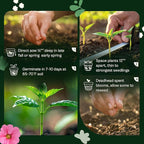 SVI 800 Bachelor Button Seeds for Planting (Centaurea cyanus) – Cornflower, Wildflower Mix Seed Packets – Heirloom Flower Seeds to Plant Outside in Garden, Borders, and Containers