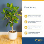 Costa Farms Ficus Audrey Tree Live Plant in Decorative Pot, Large Indoor Houseplant, Perfect for Home, Room, or Office Decor, Great House Warming or Birthday Gift, 2-3 Feet Tall