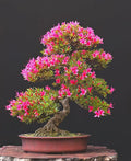 Pink Azalea Bonsai Tree Seeds for Planting- 30 Seeds - Prized Flowering Bonsai Specimen