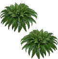 42In Artificial Boston Ferns Bush, Set of 2 Large Faux Ferns Plants, 79 Branches Fake Ferns for Home Living Room Decor, Indoor and Outdoor.