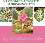 Live Plant Assorted African Violets 4" - Easy to Care and Grow Air Purifying Indoor House Plants - Rare African Violets Plant - Flowers for Home Office Room Decor & Giftable(Heat Pack Included)