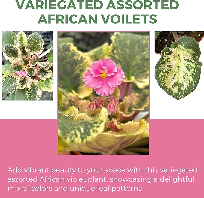 Live Plant Assorted African Violets 4" - Easy to Care and Grow Air Purifying Indoor House Plants - Rare African Violets Plant - Flowers for Home Office Room Decor & Giftable(Heat Pack Included)