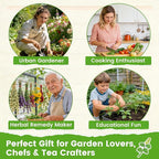 Herb Seeds 15-Pack – 4,500+ Non-GMO Heirloom Seeds for Planting – Indoor & Outdoor Herb Garden Kit with Basil, Cilantro, Rosemary, Thyme, Dill, Sage – Medicinal & Culinary Herb Seeds Variety Pack
