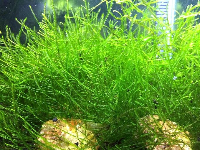 Aquatic Arts Java Moss (Large 25 Square Inch Portion) Freshwater Aquarium Plants | Java Moss Live Plant for Aquarium | Aquarium Plants Live | Pairs Well with Marimo Moss Balls in Planted Aquarium
