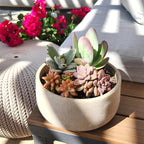 Altman Plants, Live Succulents Plants Live Houseplants (4PK), Succulent Plant Lover Gifts, Live Indoor Plants in Potting Soil, Live Plants Indoor Cactus Plants Live Succulent Plants Live House Plants