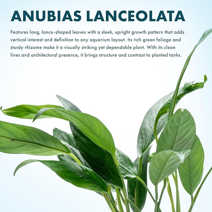 SubstrateSource Anubias Live Aquarium Plants - Potted Freshwater Plant for Fish Tanks, Terrariums - Beginner Friendly Low Light (Lanceolata, Mother Plant)