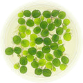 Water Spangle, Salvinia Minima, Live Aquarium/Aquatic/Freshwater/Floating/Pond Plant/Planted Tank/Aquascaping/Paludarium by Aquarium Plant Center (6 Plants, 30+ Leaves)