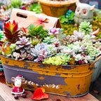 Sprout N Green Live Succulent Plants, 8 Pack Assorted Real Succulents Potted in 2" Starter Pot with Soil Mix, Rare Small Indoor House Plants for Home Garden Wedding Decor Party Favor