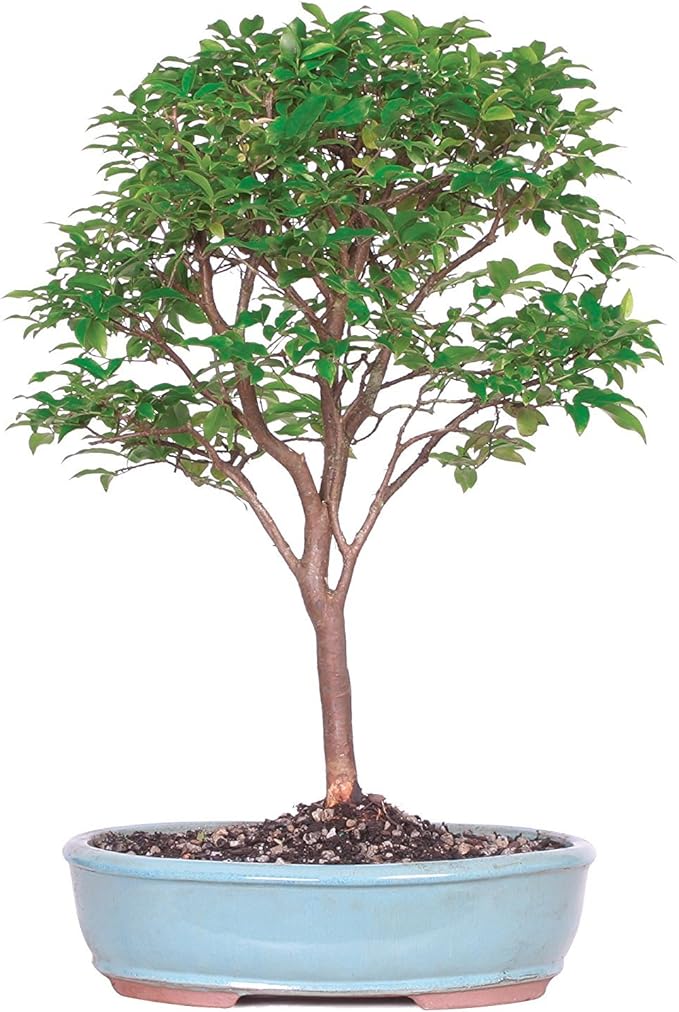 Brussel's Bonsai Live Jaboticaba Bonsai Tree - Large, 6 Year, 10 to 14 Inches - Indoor Live Bonsai Tree with Ceramic Bonsai Pot
