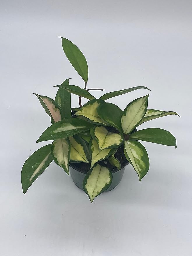 BubbleBlooms Variegated Hoya Exotica, Krimson Princess, Tricolor Crimson, Very Rare Limited Live Plant, in 4 inch Pot