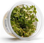 SubstrateSource Live Plants - Ludwigia Senegalensis (Ludwigia senegalensis) - High Light, Red, Maroon, and Orange Accent Upright Stem Plant, Midground to Background Placement - Tissue Culture, 1 Pack