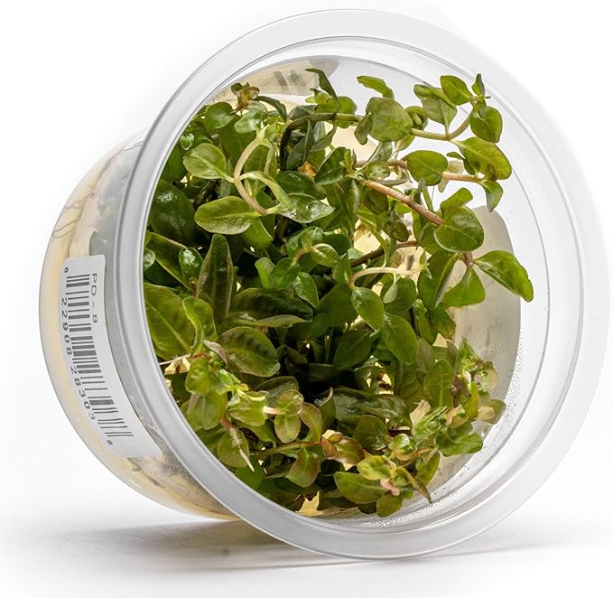 SubstrateSource Live Plants - Ludwigia Senegalensis (Ludwigia senegalensis) - High Light, Red, Maroon, and Orange Accent Upright Stem Plant, Midground to Background Placement - Tissue Culture, 1 Pack