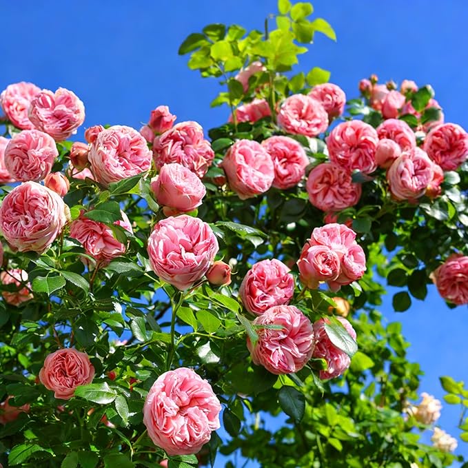 Mix Climbing Rose Seeds for Planting, 300pcs Rare Perennial Climbing Rose Flower Seeds Ground Cover Flowers Plants, Heirloom Non-GMO Hummingbirds Pollinate Flowers for Home Garden Outdoors