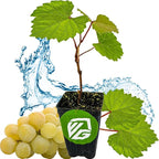 Blanc du Bois Grape - Vitis labrusca - Wellspring Gardens Starter Plant - Live Plant for Outdoor Gardens - Vigorous Grapevine Plants - Ideal for Fruit Gardening in Patio and Garden