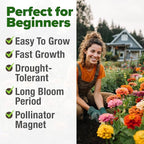 HOME GROWN Zinnia Dahlia Seeds Pack for 2026 Non GMO 524 Flower Seeds | Vibrant Zinnia Elegans for Pollinator Gardens, Borders & Containers | Easy-to-Grow Outdoor Blooms
