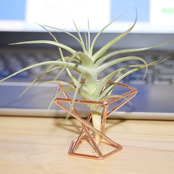 Geometric Air Plant Holder Airplants Rack Metal Plants Stand Planter Shelves Himmeli Living Decor Tillandsia Pot Containers (Rose Gold 5pcs)
