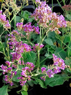RedCrocus Limonium 'Salt Lake' Sea Lavender- Drought-Tolerant Perennial for Borders, Cut Flowers & Xeriscapes, Pollinator Attractant, Pet Safe 8" Pot