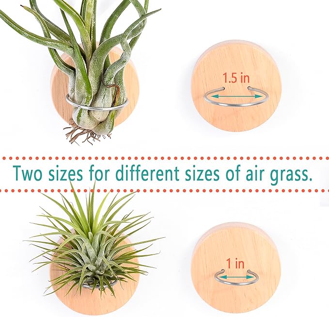 MITIME Air Plants Holders-Real Wood Live Air Plant Holders.Rustic Air Plant Stand,Wall-mounted to save space.(Plants not included)(Mix Set of 6)