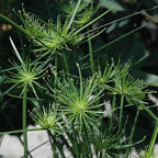 Chalily Dwarf Papyrus, a Great Live Pond Plant for Your Water Garden. Filters koi and Goldfish Ponds. Good for Bogs, Plant Shelf or Shallow Water This marginal Aquatic is a Real Beauty