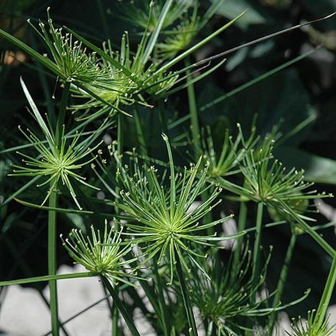 Chalily Dwarf Papyrus, a Great Live Pond Plant for Your Water Garden. Filters koi and Goldfish Ponds. Good for Bogs, Plant Shelf or Shallow Water This marginal Aquatic is a Real Beauty