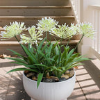 Outdoor Artificial Flowers for Porch 18.9 in Fake Plants 8 Bundles Plastic White Flower Large Faux Greenery for Outside Planter Yard Patio Decor