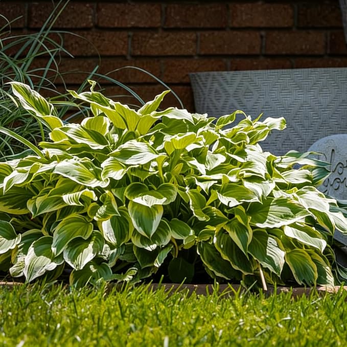 Hosta Seeds for Planting, 300pcs Rare Perennial Hosta Flower Seeds Plants, Non-GMO Heirloom Long Blooming Plants Shaded Entry Pathway Rare Flowers for Garden Outdoors