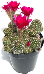Rose Quartz Peanut Cactus Chamaelobivia Live Potted Cactus