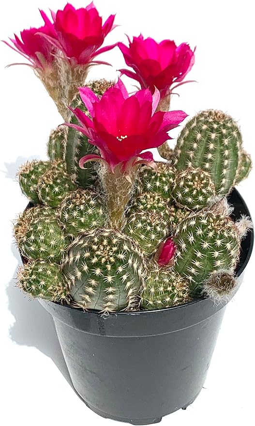 Rose Quartz Peanut Cactus Chamaelobivia Live Potted Cactus