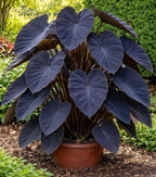 Black Magic Elephant Ear Bulb (Colocasia ‘Black Magic’) Live Plant – Dark Colored Foliage, Tropical Statement Plant for Garden or Patio (1 Bulb)