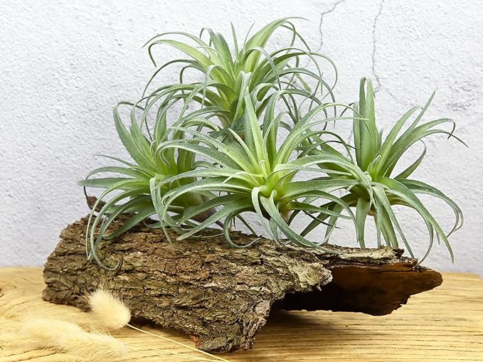 Fake Artificial Tillandsia Air Plants, 4pcs Flocked Green Faux Bromeliads for Home Decor Realistic Stems (Medium)