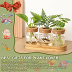 3Pcs Propagation Stations, Plant Terrarium with Lid and Wooden Stand,Desktop Glass Planter Hydroponics Vase,Home Office Living Room Decor Gifts