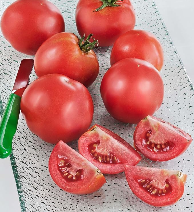 Bonnie Plants Bush Early Girl Tomato, Live Plant, 1 Gal., 2-Pack