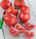 Bonnie Plants Bush Early Girl Tomato, Live Plant, 1 Gal., 2-Pack