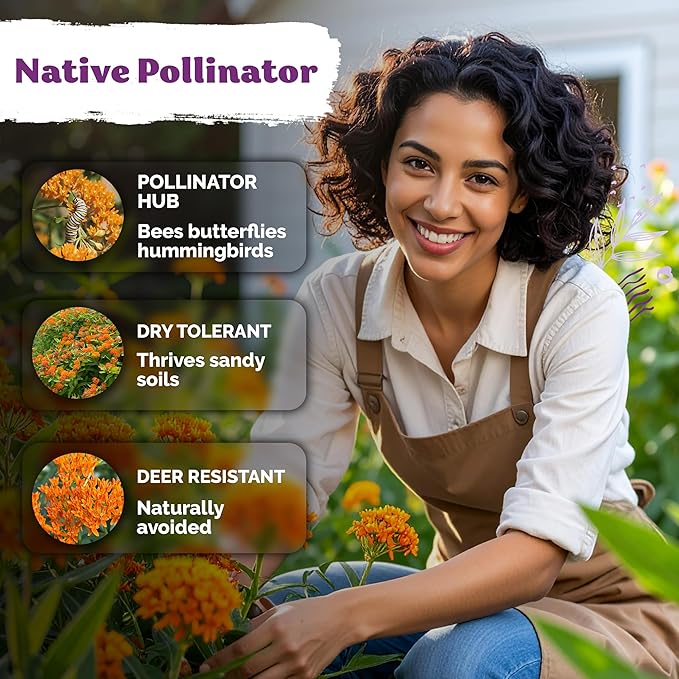 KVITER 75 Orange Butterfly Milkweed Seeds (Asclepias Tuberosa) - Orange Milkweed, Blazing Wildflower, Butterfly Favorite - Perennial Flower Seeds in Seed Packets for Outdoor Garden and Roadsides