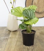 Calathea Plant Live Prayer Plant Live Indoor Plant, Calathea Live Plant Live House Plant Live Plants Indoor, Live Houseplants Live Prayer Plants Live House Plants by Plants for Pets, Black
