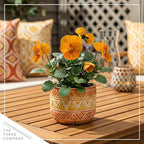 Live Healthy Flowering Pansies - Orange (4 Plants Per Pack), Beautiful Winter Color, 6" Tall by 4" Wide in 1 Pint Square Pot