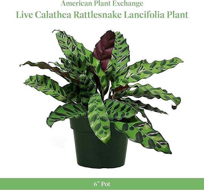 American Plant Exchange Calathea Rattlesnake – 6-Inch with Pot Cover – Live Pet-Friendly Indoor Houseplant with Wavy Green Leaves for Low-Light Homes, Offices, Bedrooms & Shelf Décor