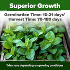 HOME GROWN Lemon Balm Seeds– 806 Non GMO Heirloom Seeds for Planting – Melissa officinalis Herb for Tea, Garden, Indoor or Outdoor Growing–Plant for Pots, Beds & Hydroponics(Melissa officinalis)