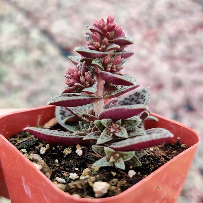 Live Succulent Cactus Plants from USKC (2" Pot) (Crassula Tiger Jade)