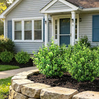 Artificial Greenery Eucalyptus Boxwood, UV Resistant Faux Outdoor Plants for Decoration, Realistic Fake Eucalyptus Leaves for Planter, Front Porch, Patio, Backyard Decor (12pcs)