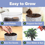 HOME GROWN Bonsai Tree Kit – Premium Ceramic Starter Set with 4 Bonsai Varieties – Easy Indoor Gardening Gift for Men & Women – Unique Plant Kit for Beginners & Nature Lovers