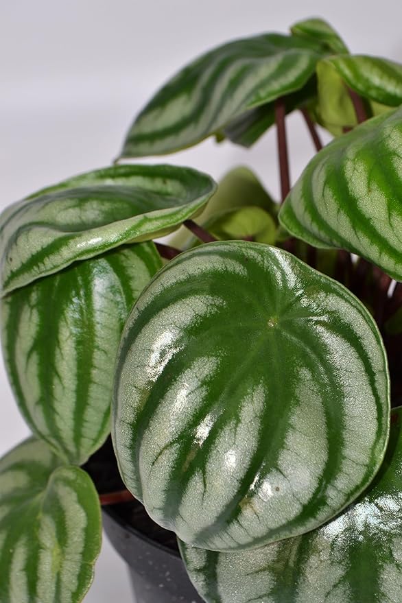 Live 6 Inch Peperomia Growers Choice 3-Pack in Nursery Grower Pot | Easy-Care Indoor Houseplant for Home and Office Decor | Air-Purifying Plant Gift