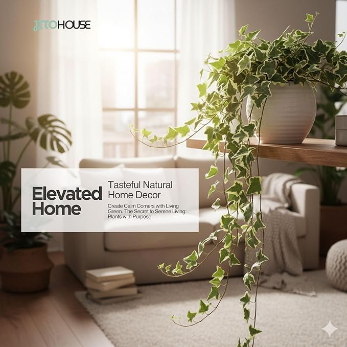 Live Air Purifying English Ivy Variegated Plant (Hedera Helix) – 4” Pot | Easy-Care Indoor Trailing Vine for Home, Office & Apartment Décor | Fast-Growing Houseplant by JitoHouse