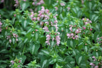 Perennial Farm Marketplace Lamium maculatum ‘Shell Pink’ (Dead Nettle) Live Perennial, Size-#1 Container, Soft Pink Spring Flowers with Variegated Foliage