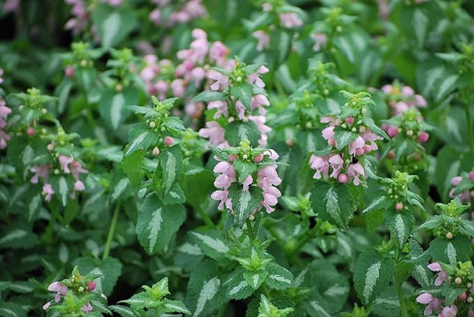 Perennial Farm Marketplace Lamium maculatum ‘Shell Pink’ (Dead Nettle) Live Perennial, Size-#1 Container, Soft Pink Spring Flowers with Variegated Foliage
