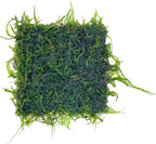 Java Moss Freshwater Live Aquarium Plants on Pad Easy Aquascaping for Fish Tank Decoration