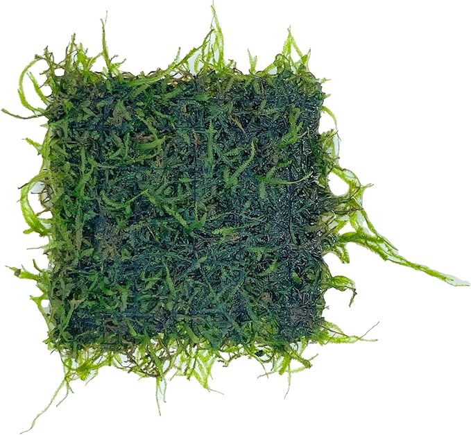 Java Moss Freshwater Live Aquarium Plants on Pad Easy Aquascaping for Fish Tank Decoration