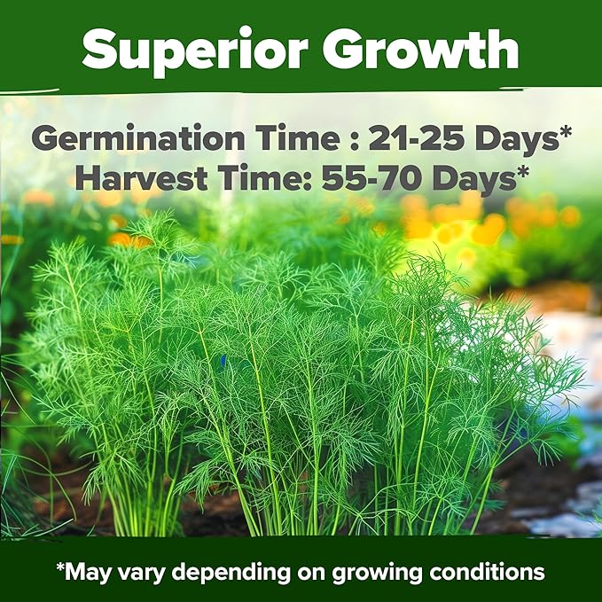 HOME GROWN Dill Seeds 2028 & Tendersweet Carrots 6000 & Detroit Dark Red Beet 500